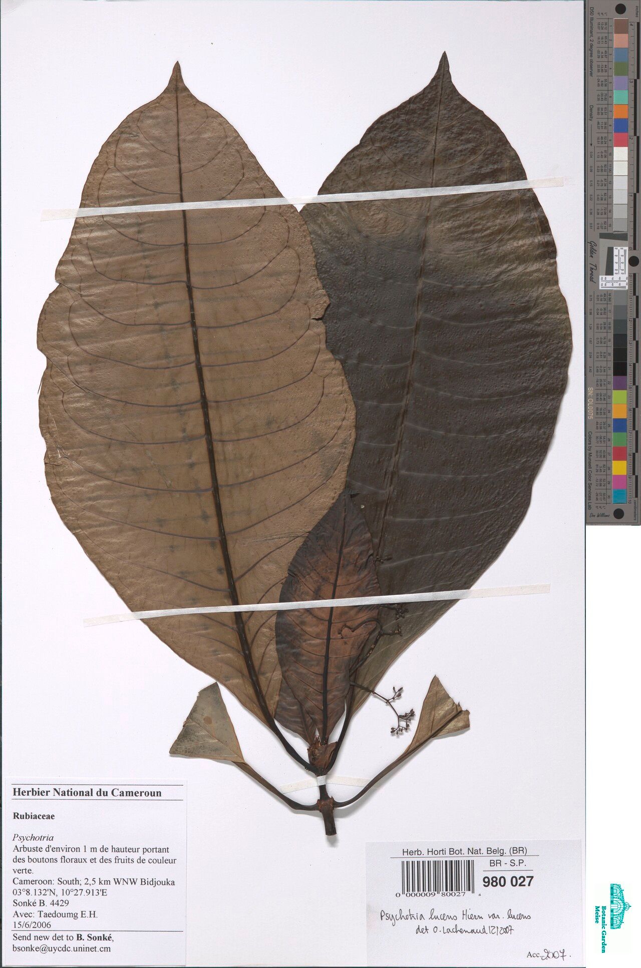 Psychotria lubutuensis — houseplant care guide