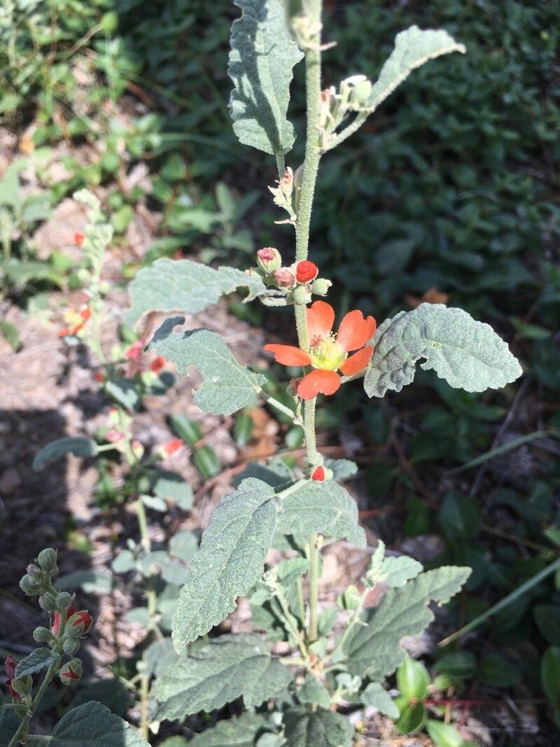 Sphaeralcea bonariensis flower