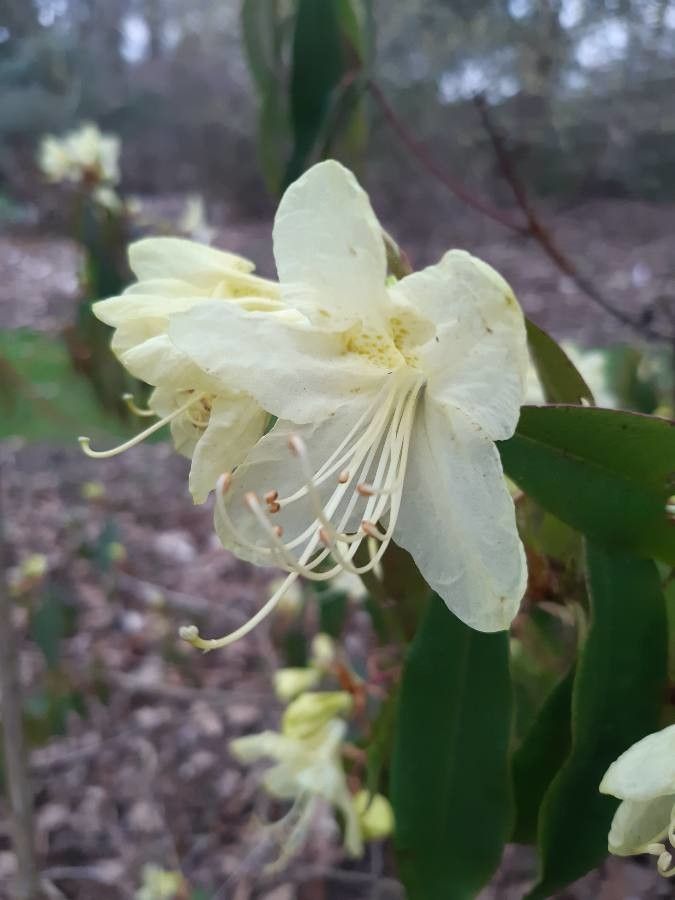 Rhododendron lutescens flower