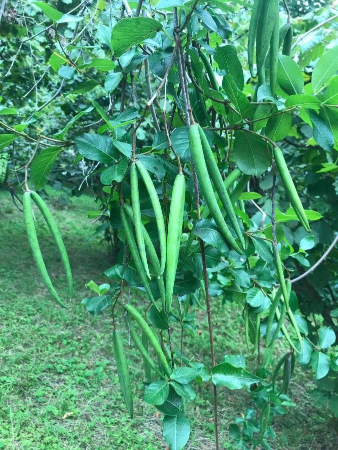 Periploca graeca fruit