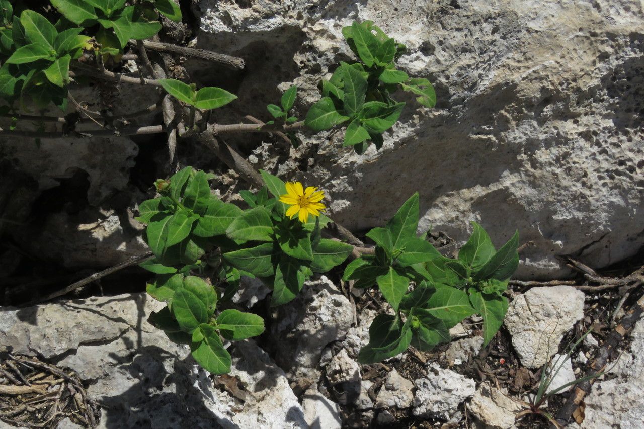 Wedelia calycina habit