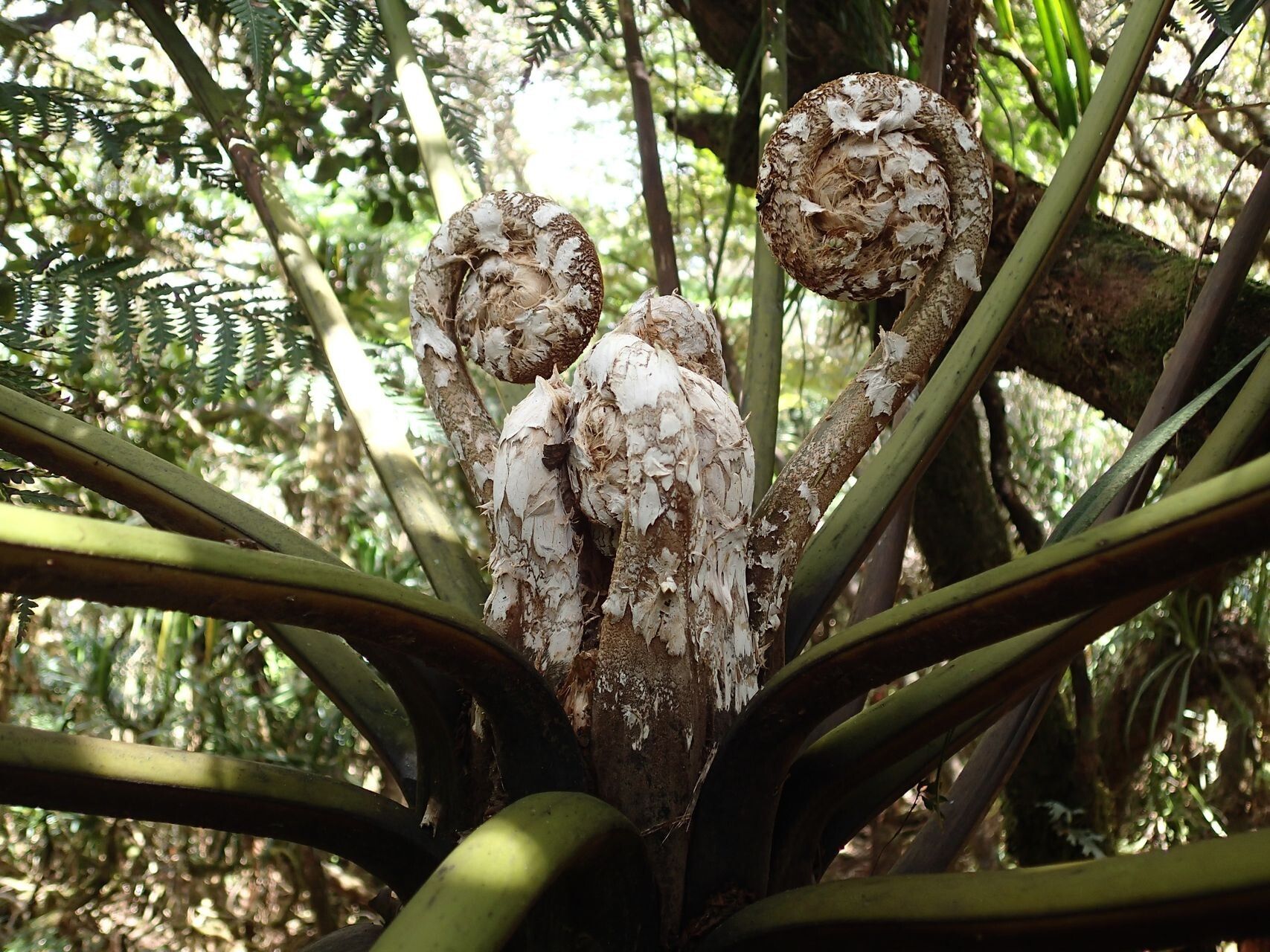 Dicksonia munzingeri bark