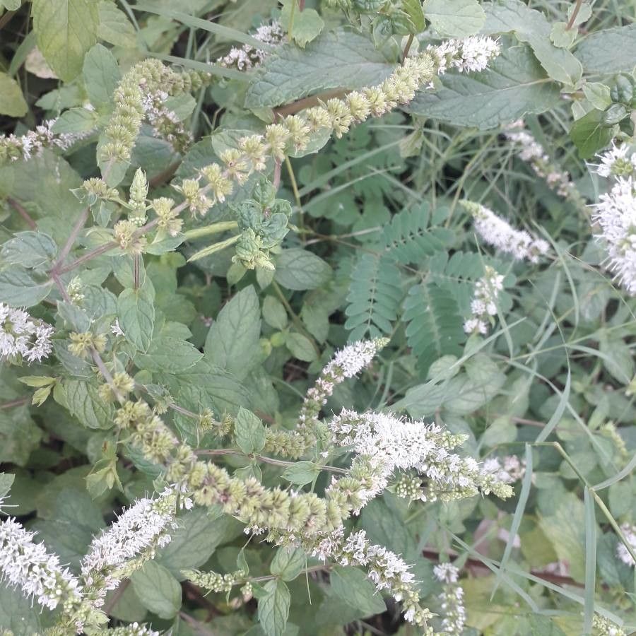 Mentha × piperita fruit