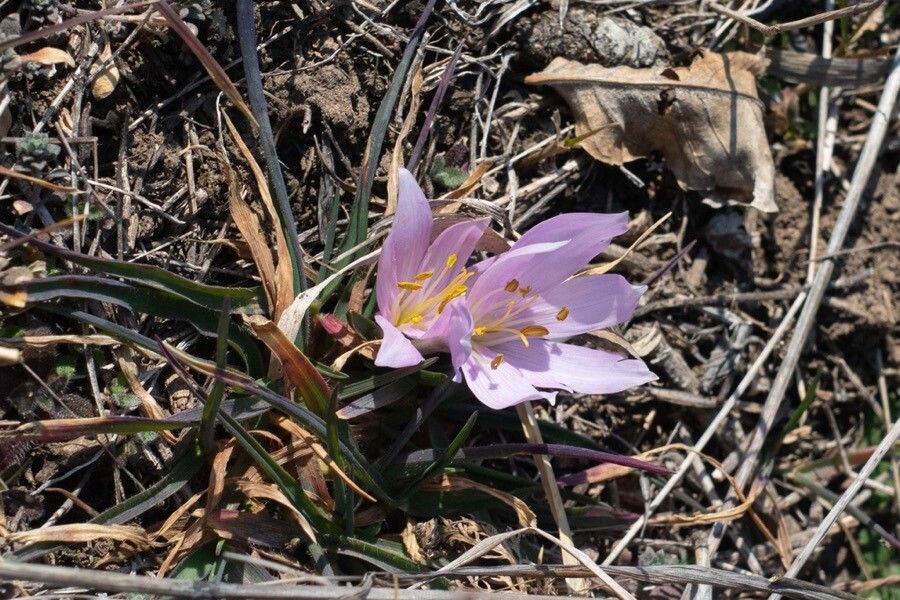 Colchicum szovitsii flower