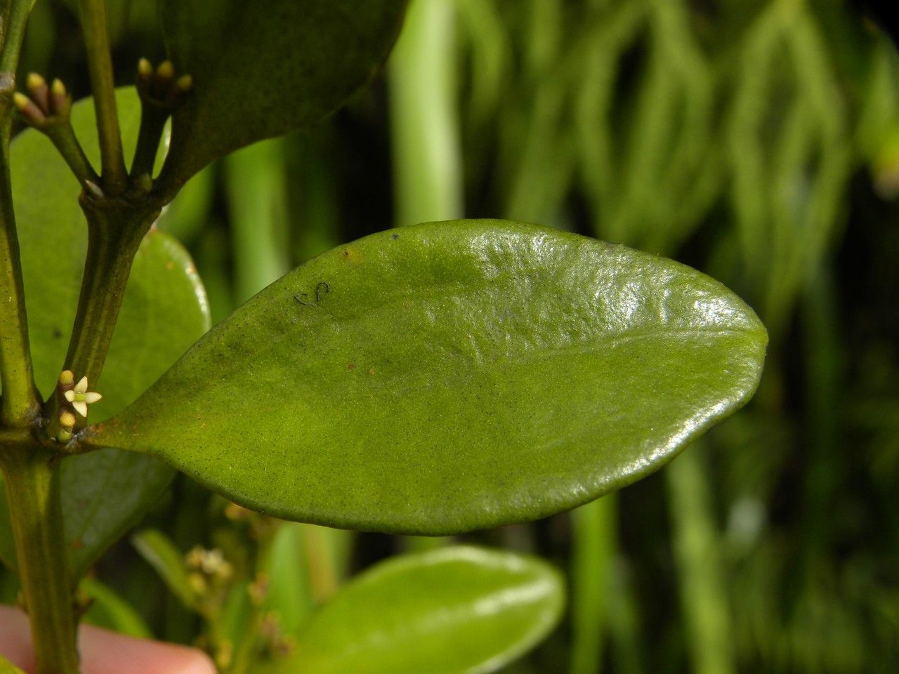 Viscum triflorum — houseplant care guide