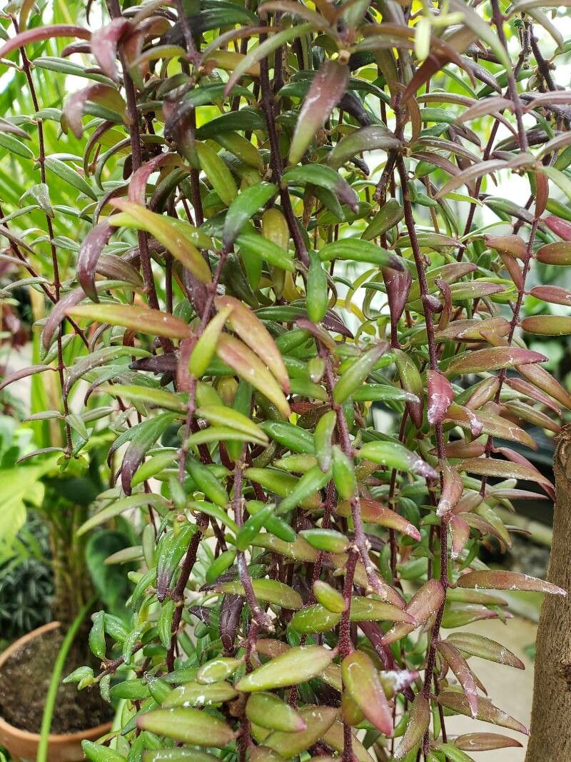 Aeschynanthus pulcher — search result for 'Gesneriaceae'
