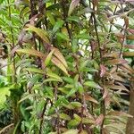 Aeschynanthus pulcher