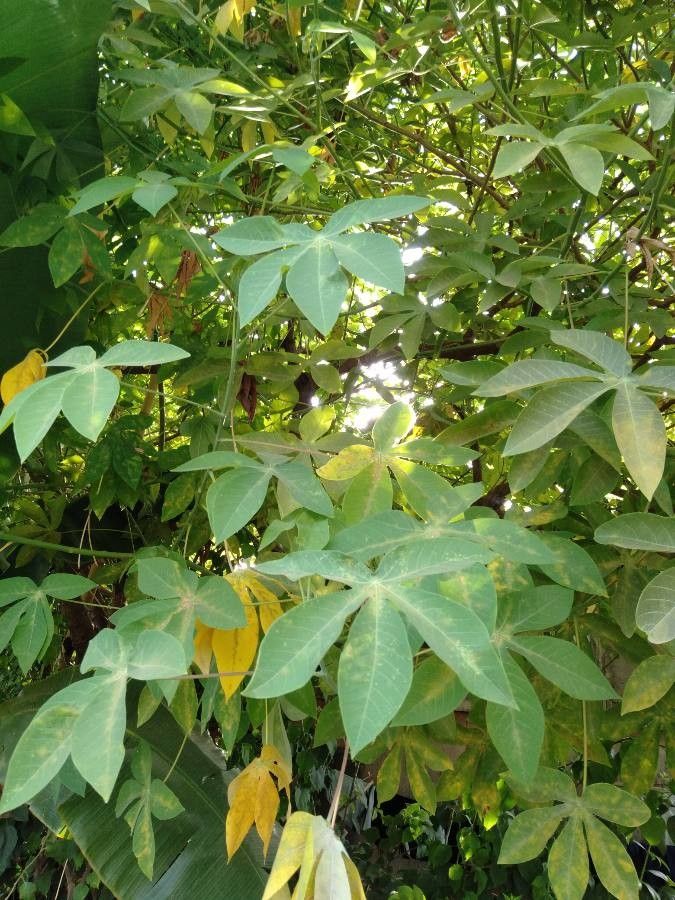 Manihot carthaginensis leaf