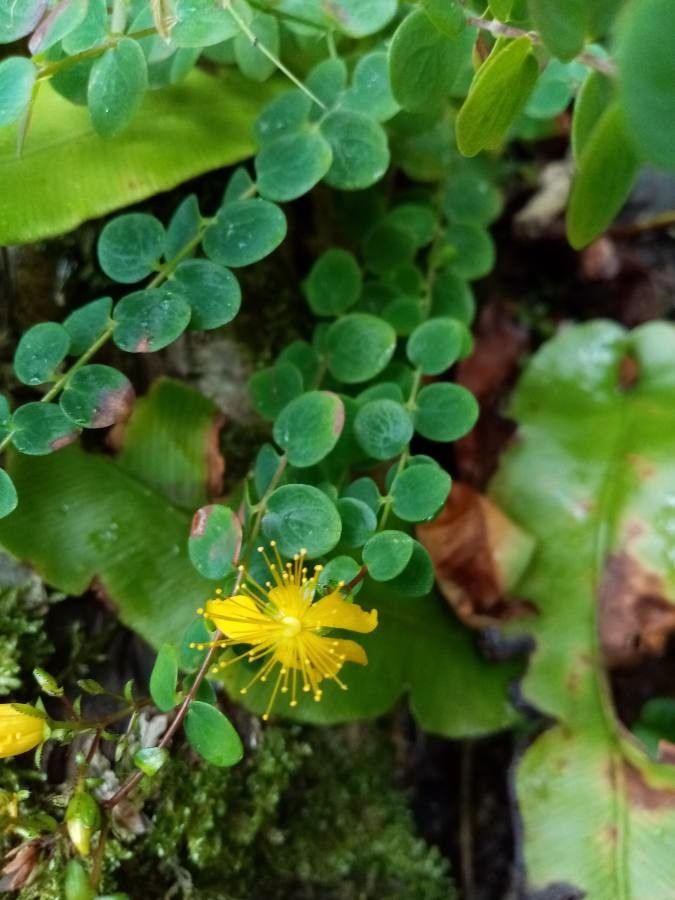 Hypericum nummularium flower
