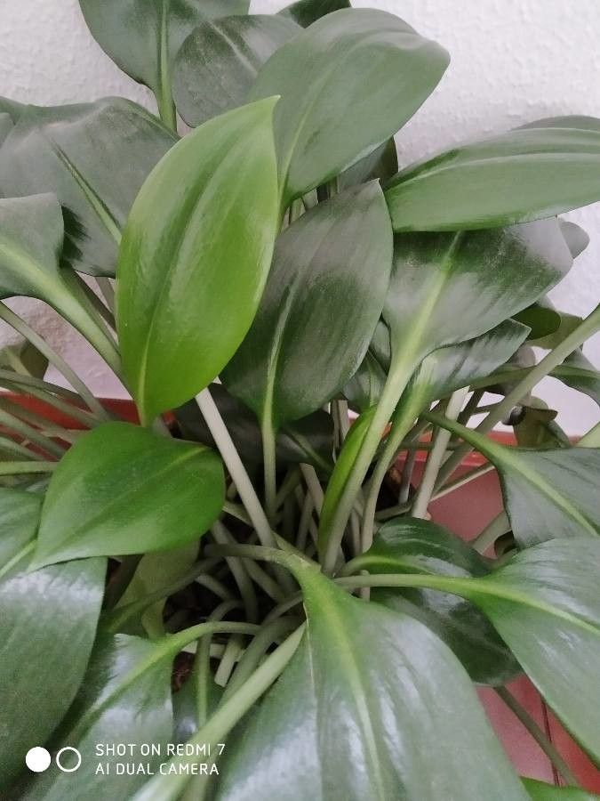 Eucharis amazonica fruit