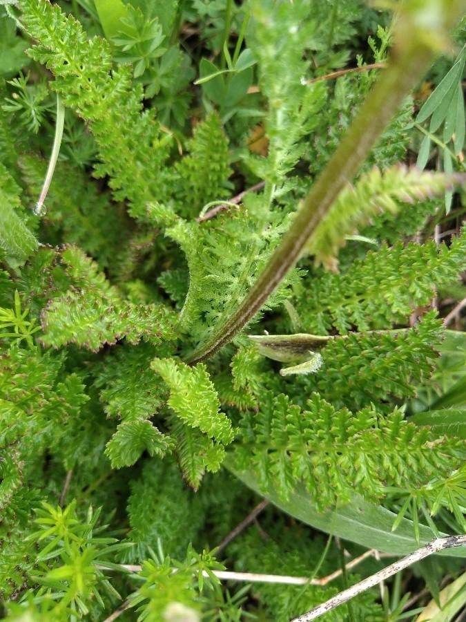 Pedicularis elongata — search result for 'Pedicularis'