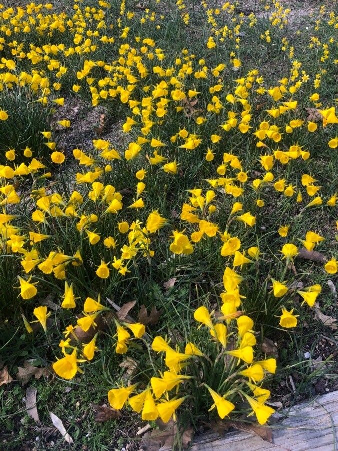 Narcissus cyclamineus flower