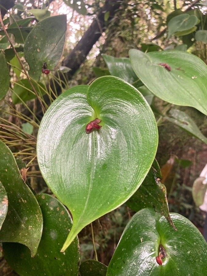 Pleurothallis cordata leaf