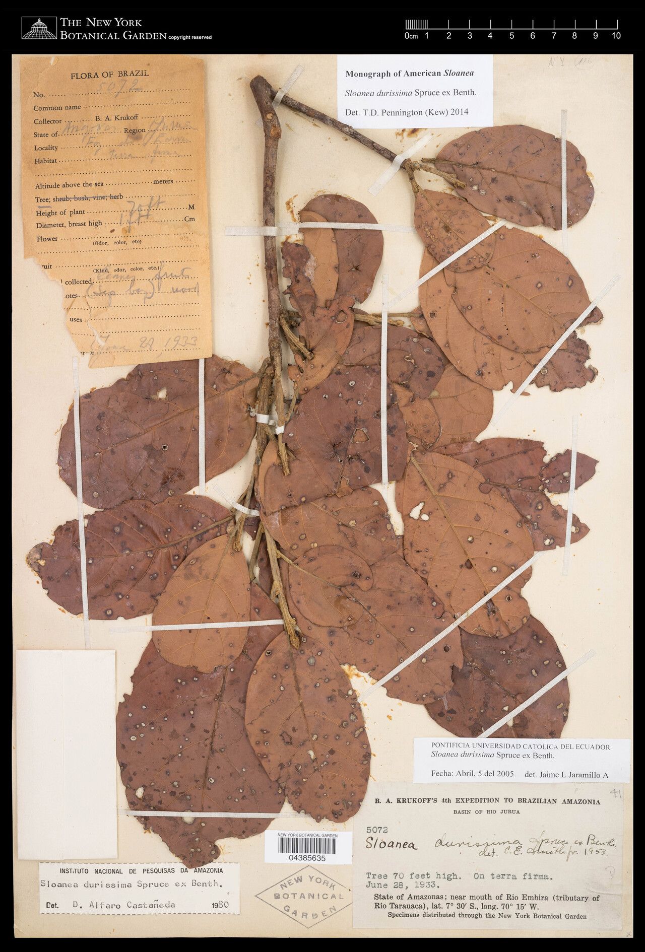 Sloanea durissima leaf