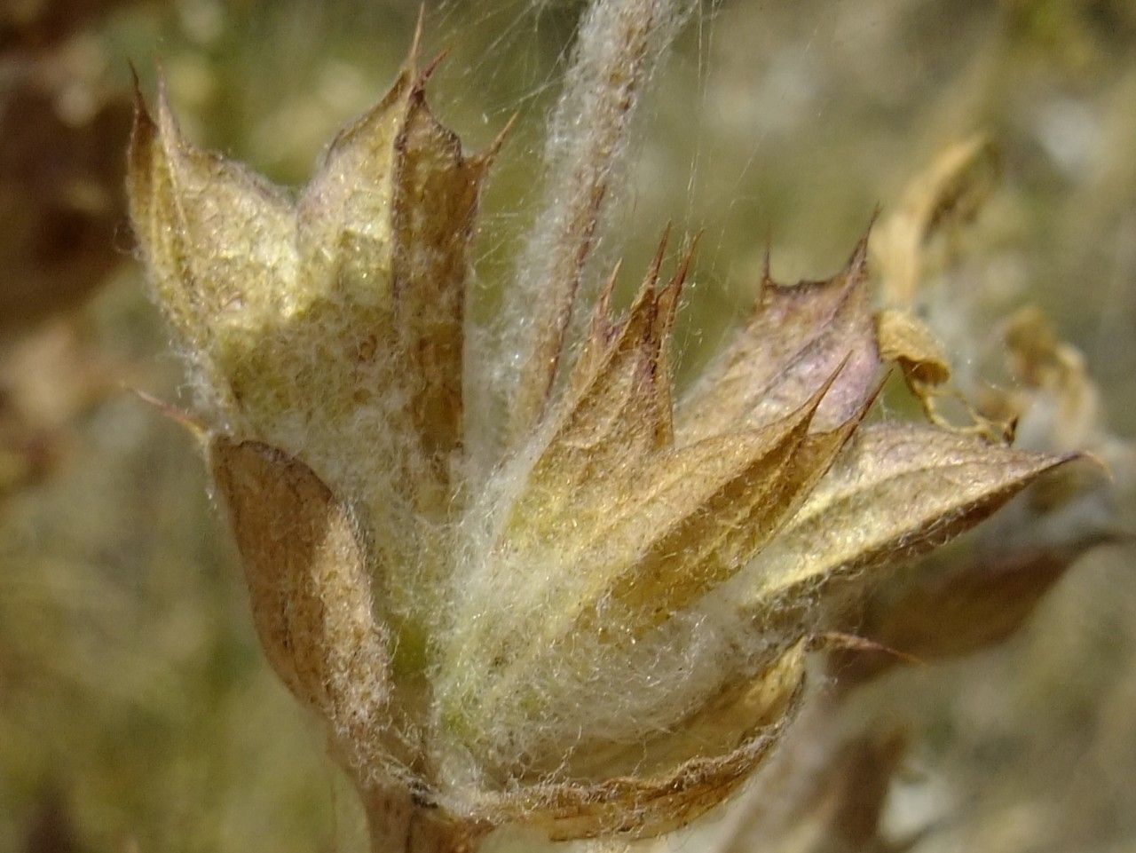 Salvia aethiopis fruit