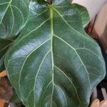 Ficus lyrata