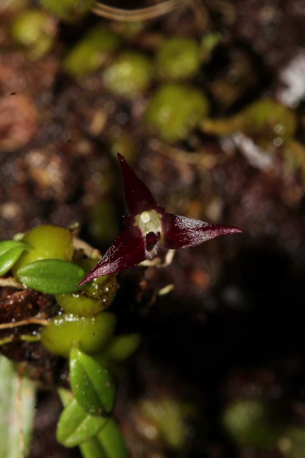 Bulbophyllum onivense — houseplant care guide