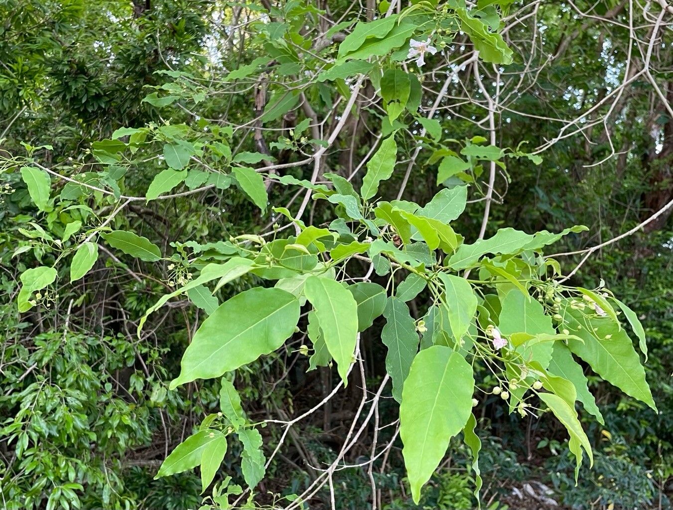 Catalpa longissima — search result for 'Catalpa'