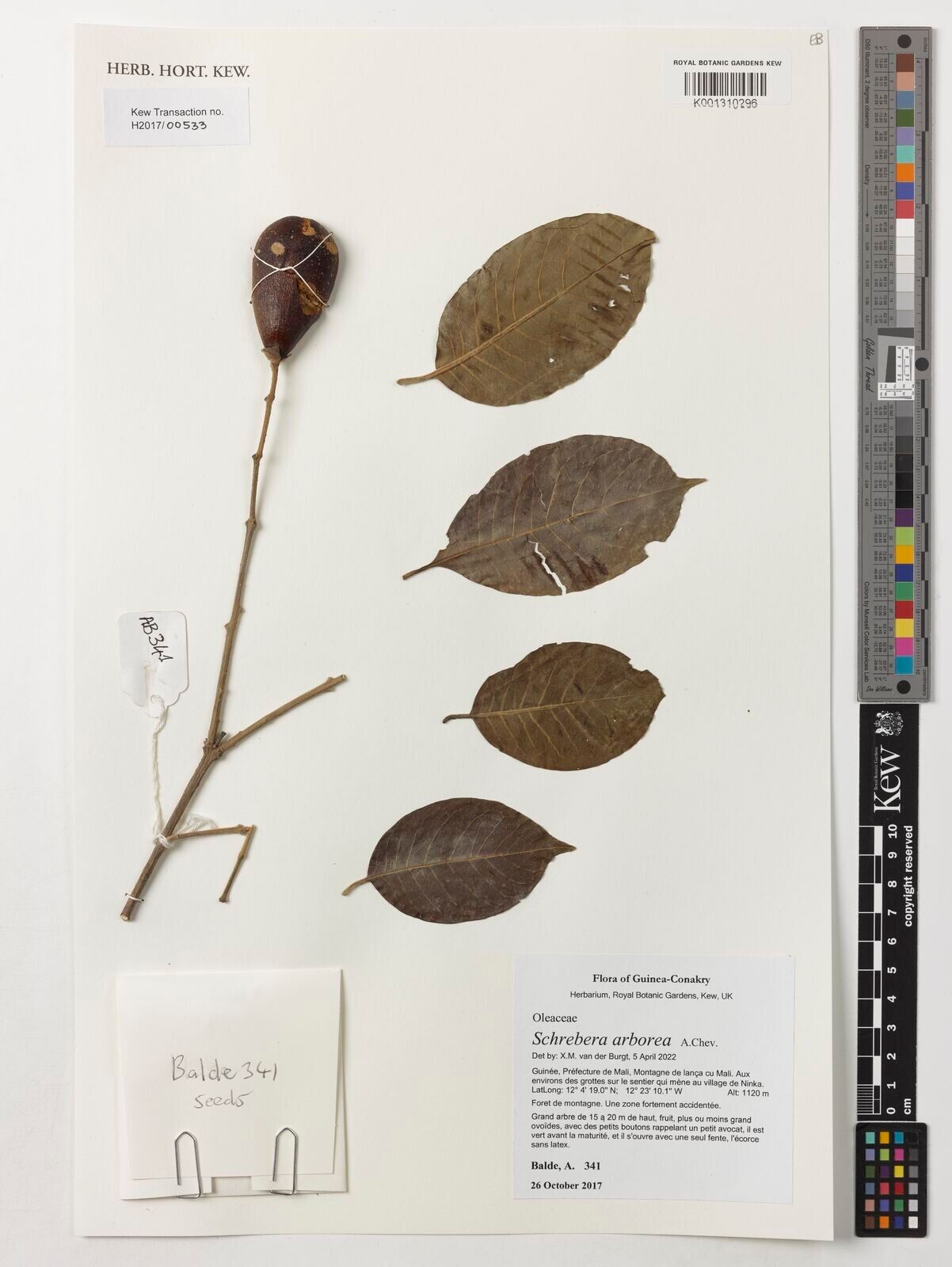 Schrebera arborea other