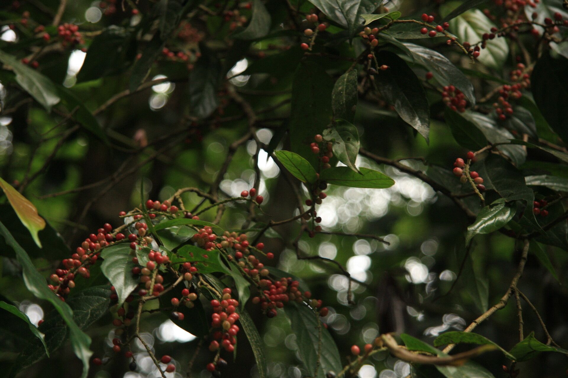 Antidesma montanum fruit