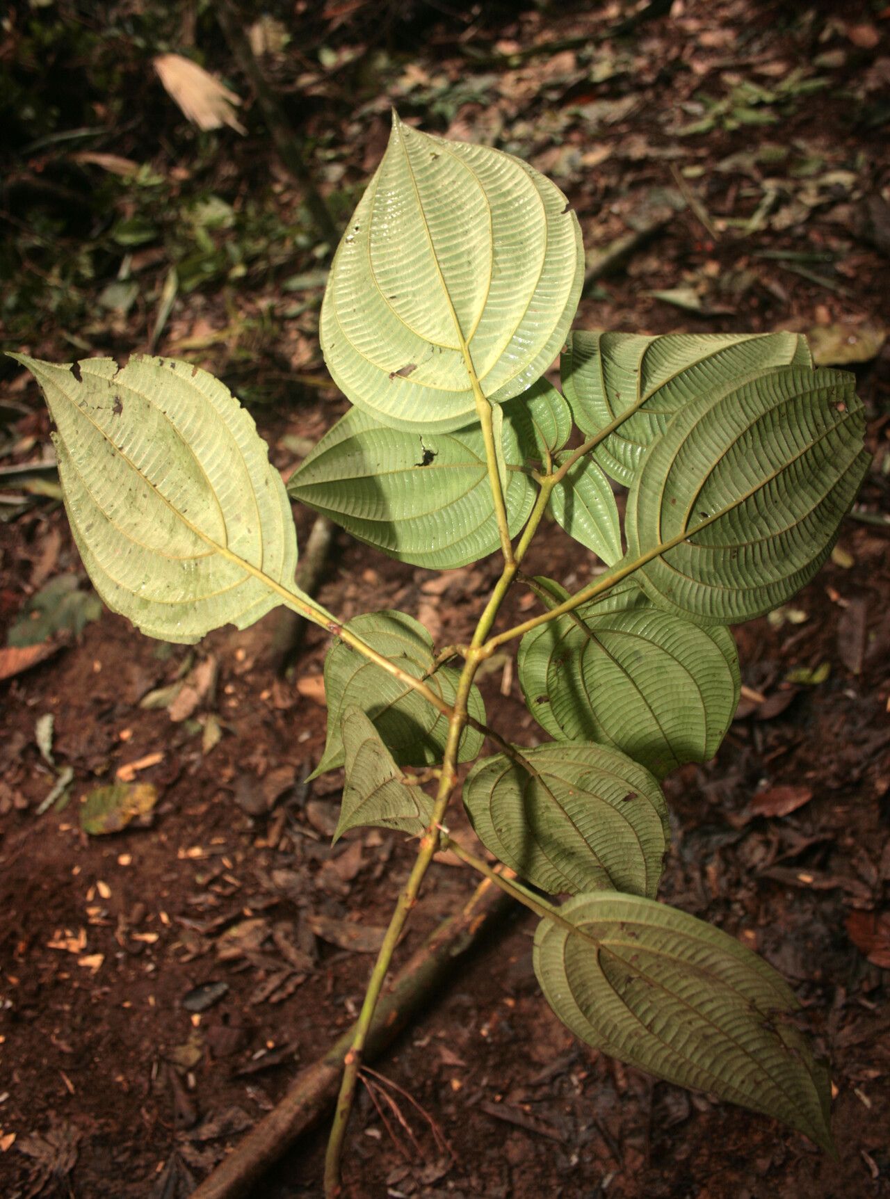 Miconia trichocalyx leaf
