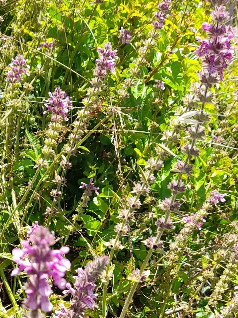 Stachys grandidentata habit