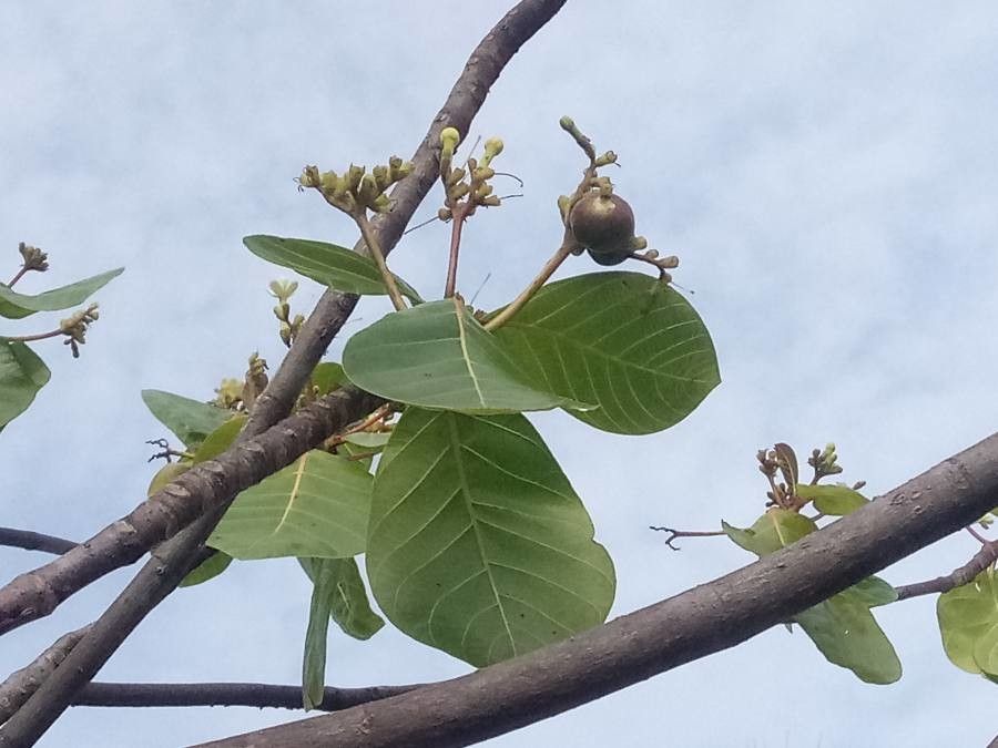 Guettarda speciosa fruit