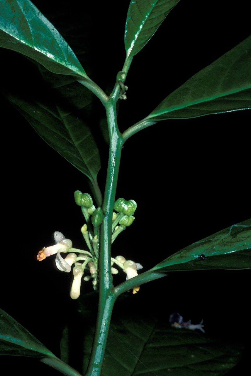 Polygala venenosa — search result for 'Polygala'