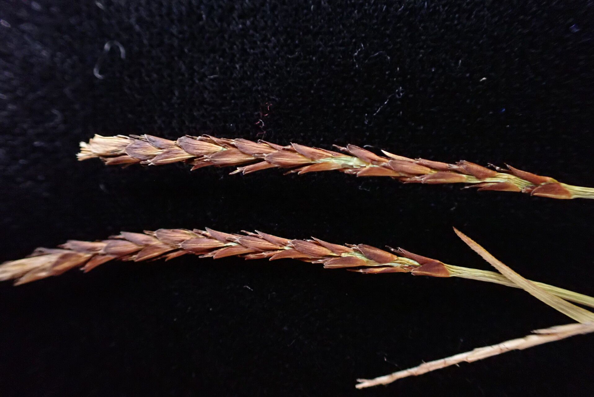 Carex esenbeckii fruit