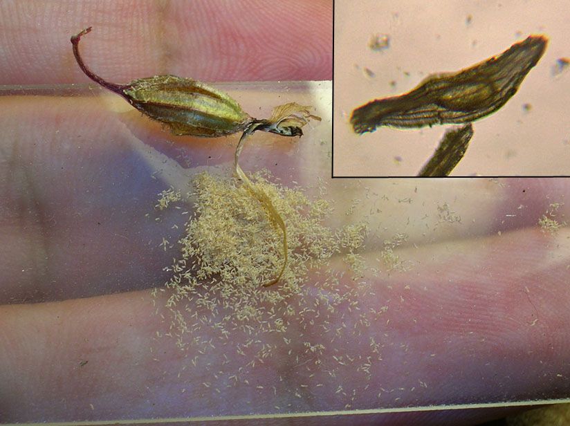 Tipularia discolor fruit