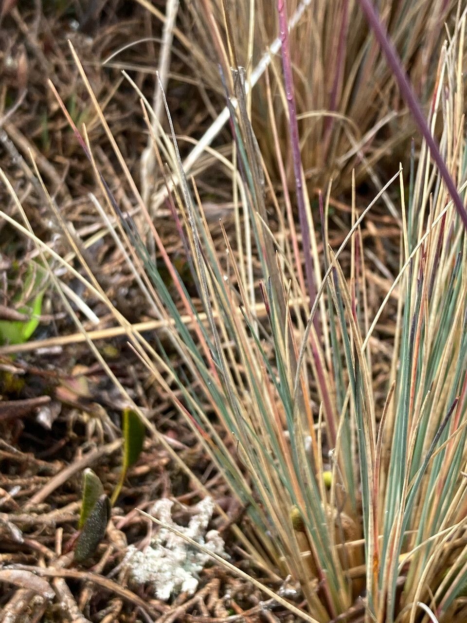 Festuca breviaristata leaf