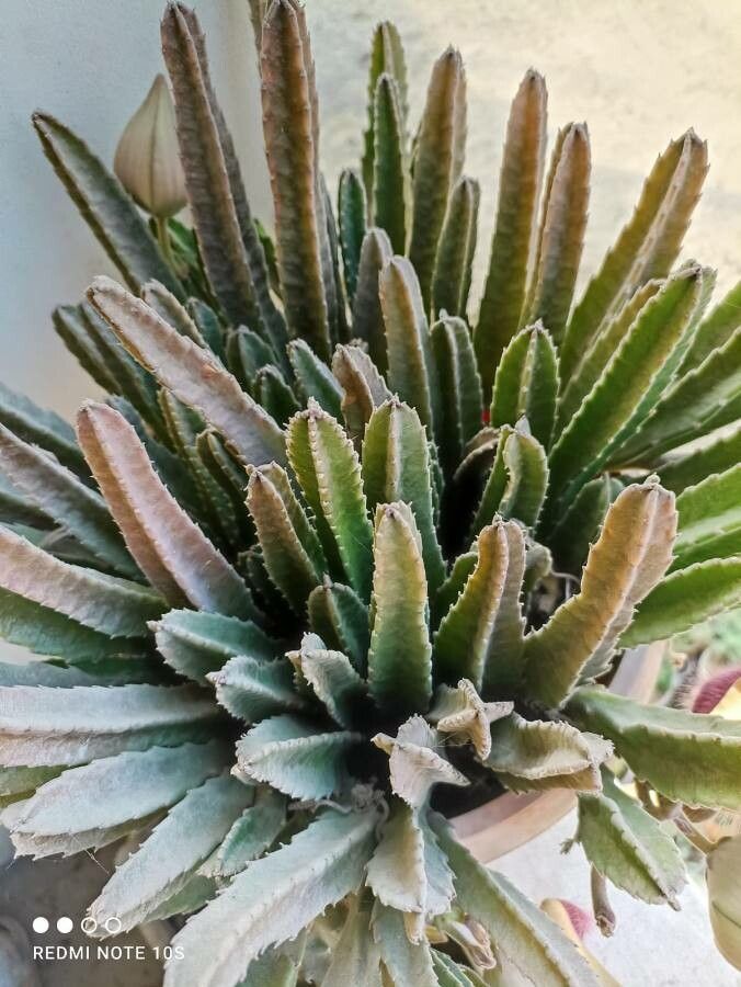 Stapelia grandiflora bark