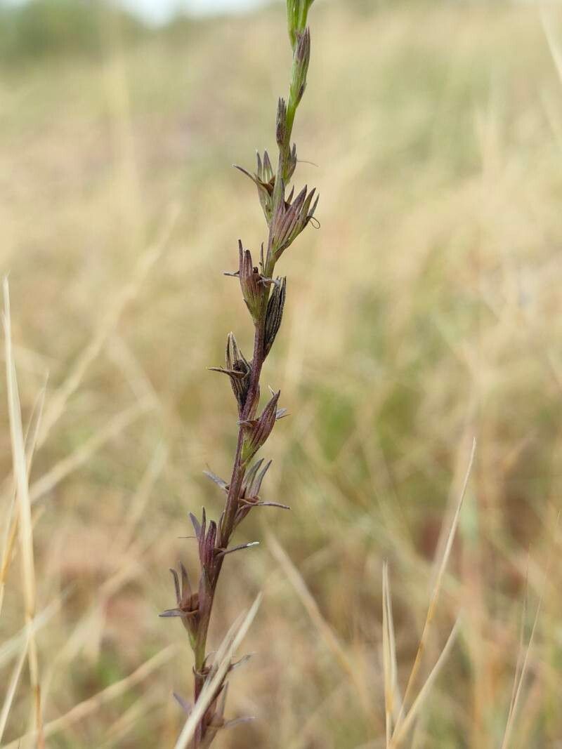 Striga angustifolia fruit