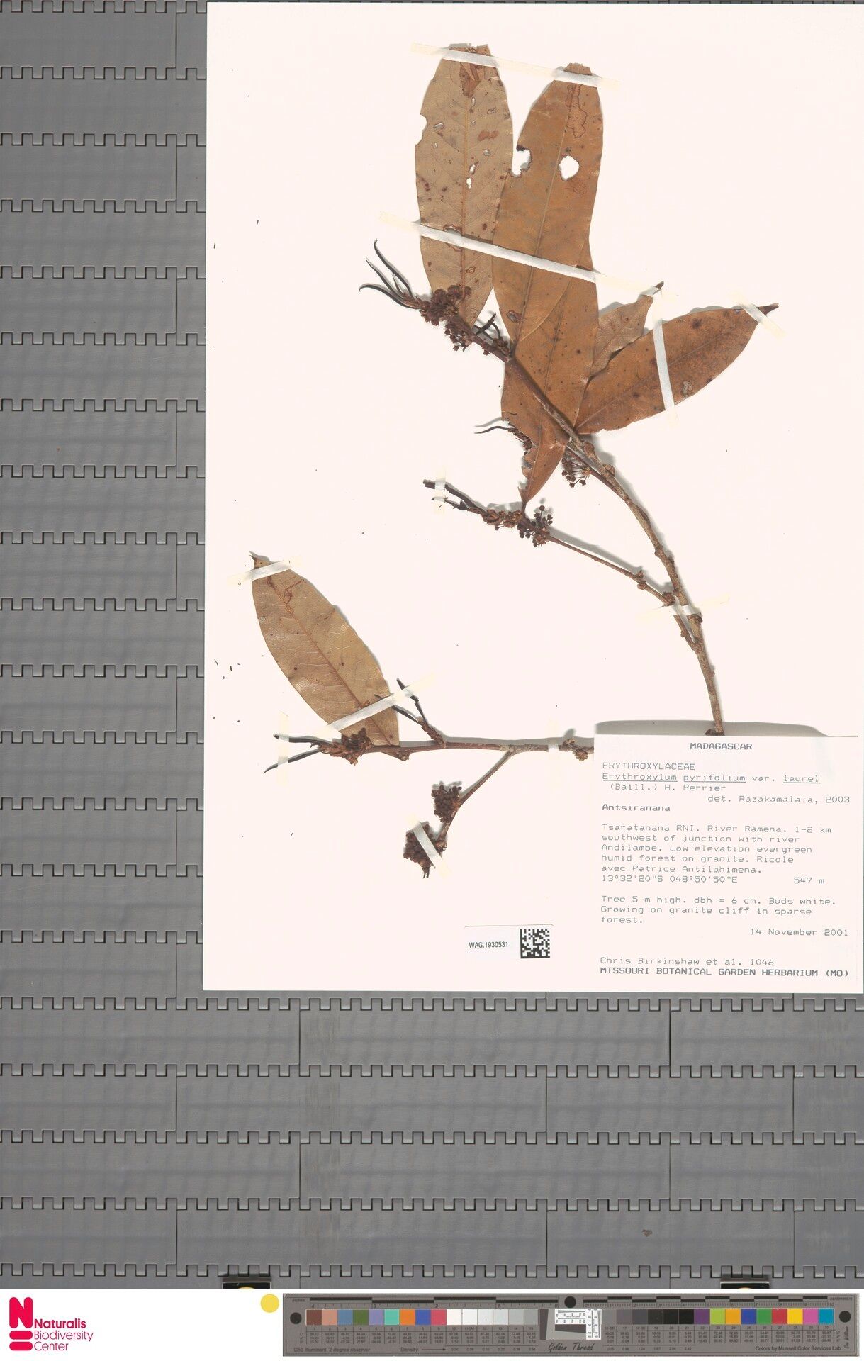 Erythroxylum laurel — houseplant care guide