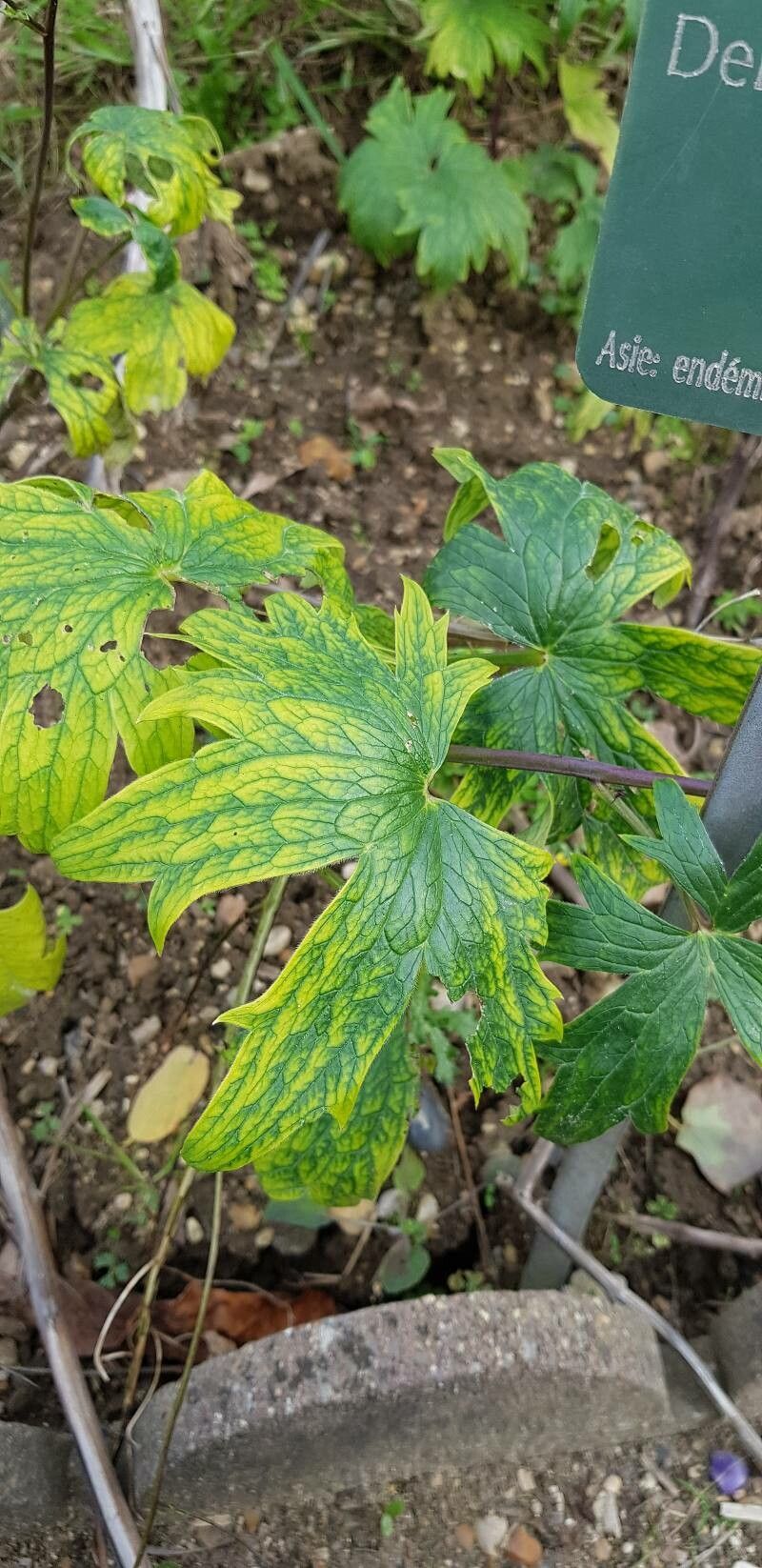 Delphinium formosum — search result for 'Delphinium'