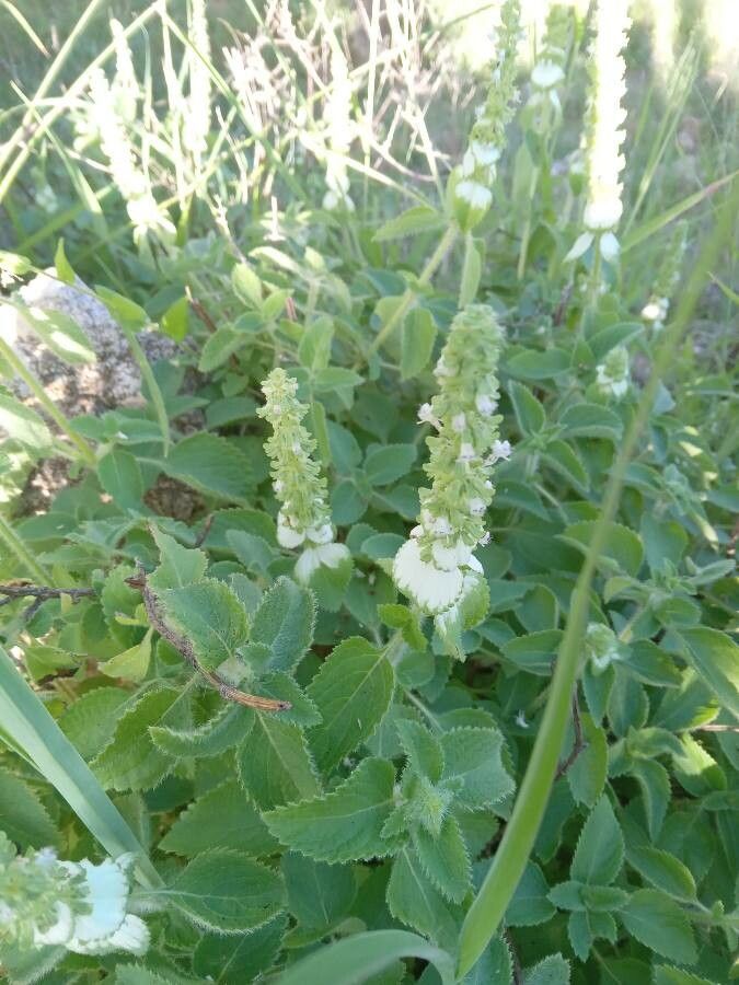 Platostoma hildebrandtii flower