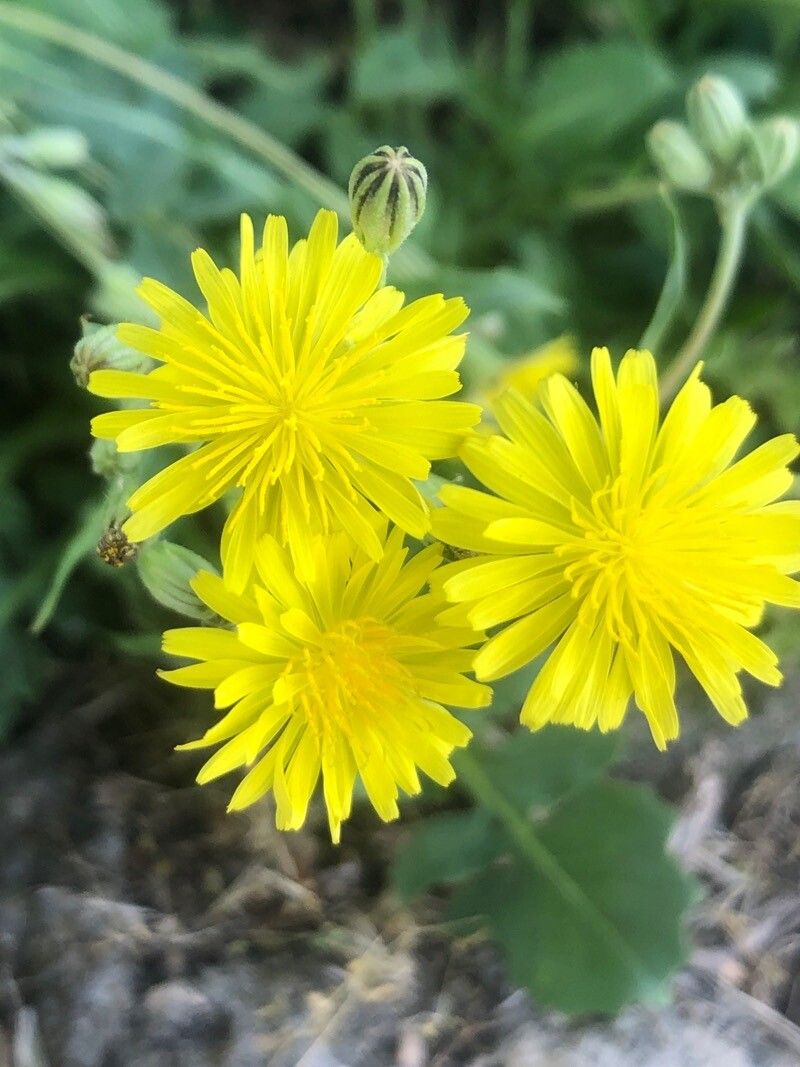 Crepis bursifolia flower