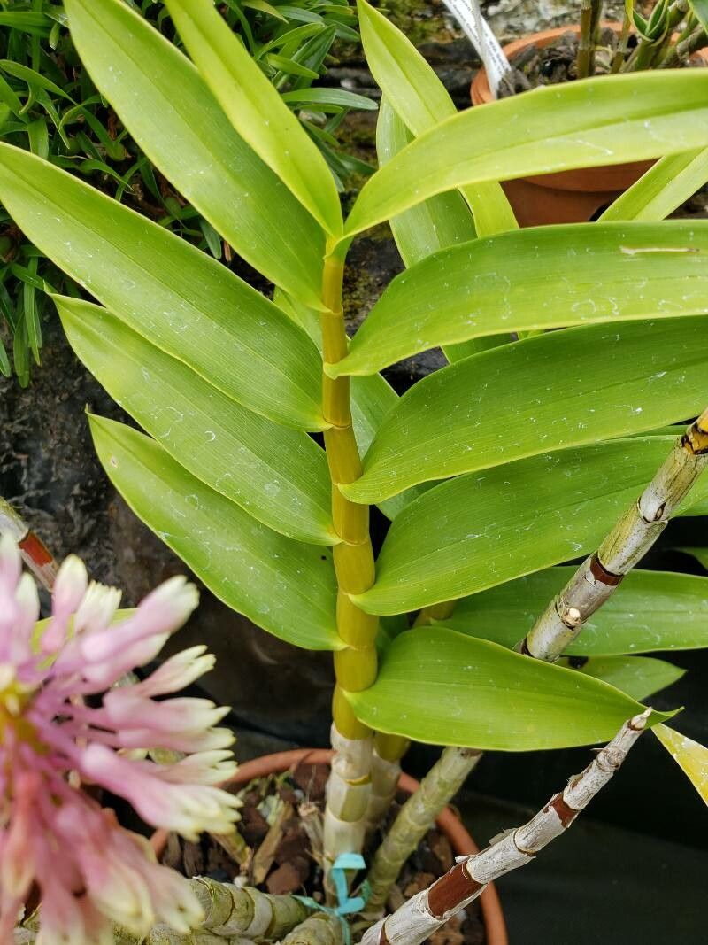 Dendrobium smillieae — houseplant care guide