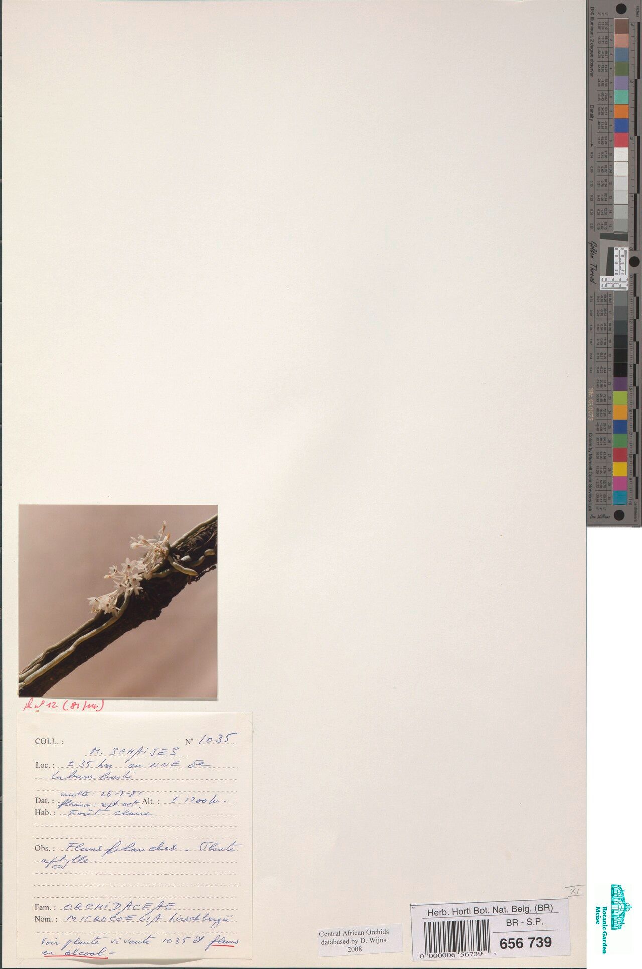 Microcoelia hirschbergii — houseplant care guide