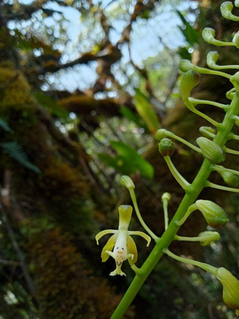 Epidendrum cylindraceum flower
