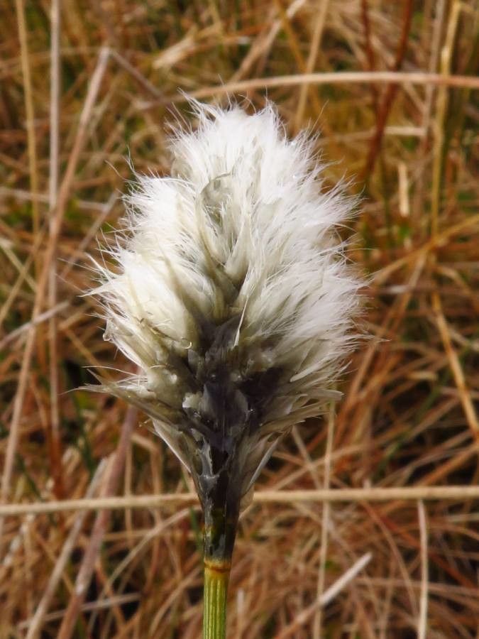 Eriophorum vaginatum flower