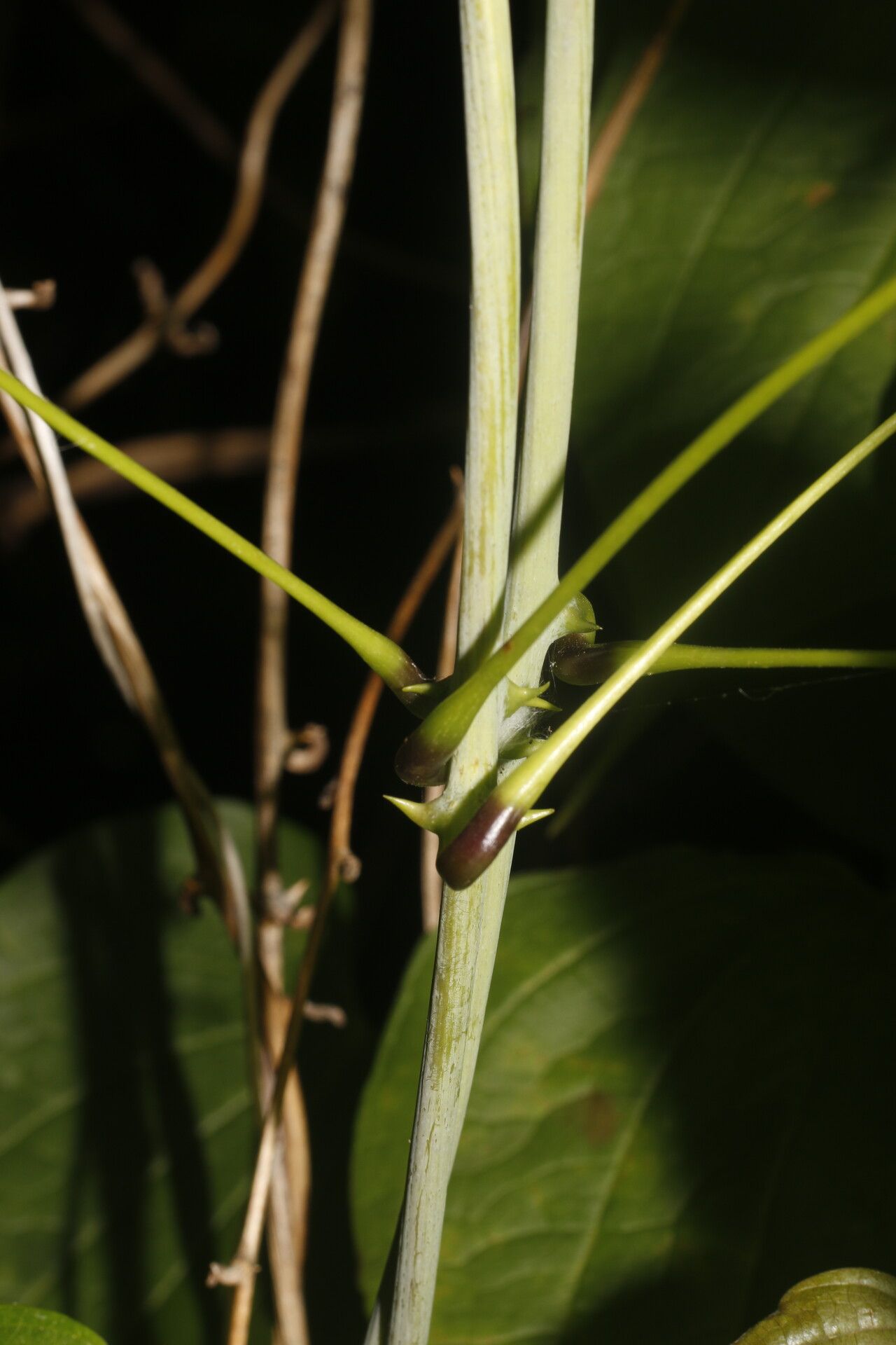 Dioscorea urophylla fruit