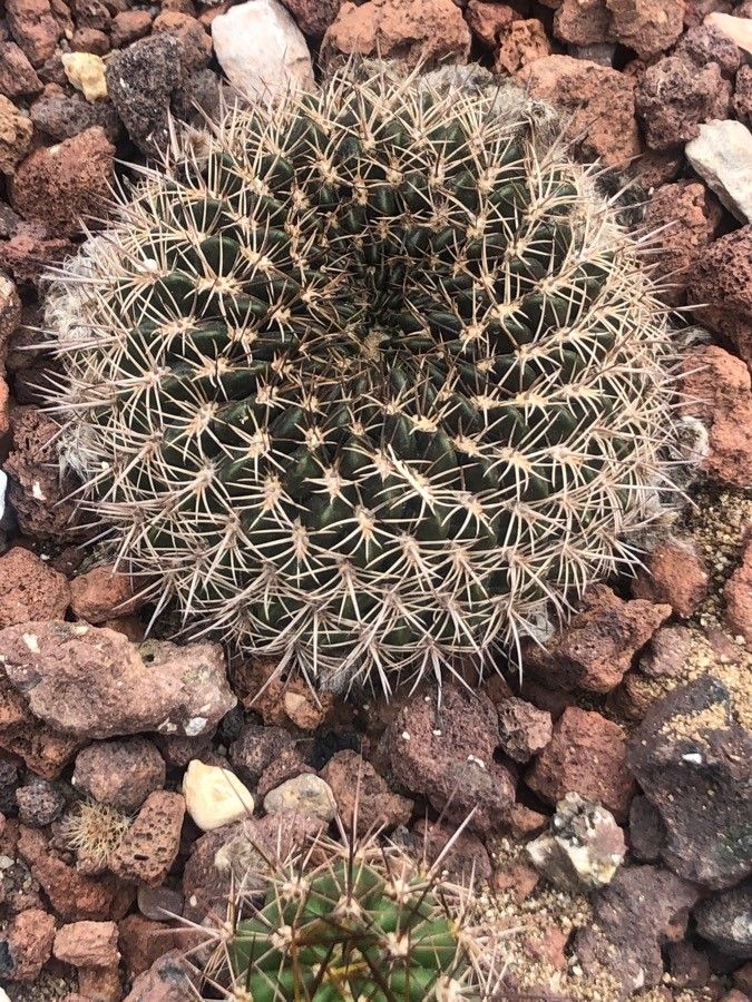 Echinopsis pugionacantha — search result for 'Echinopsis'