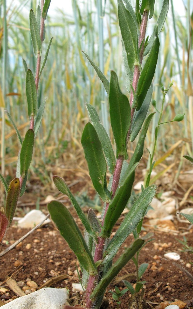 Camelina rumelica habit