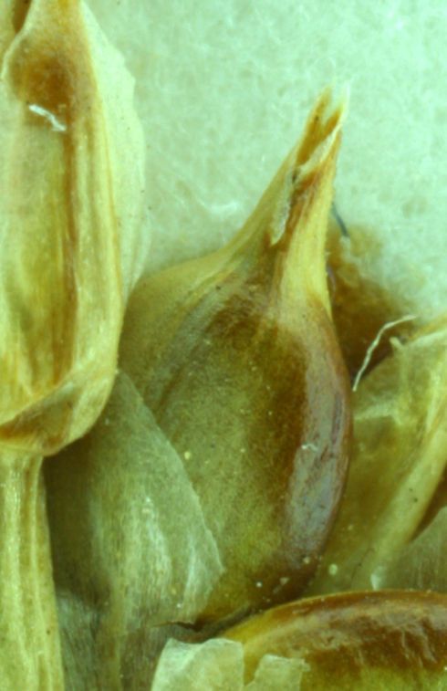 Carex vallicola — houseplant care guide