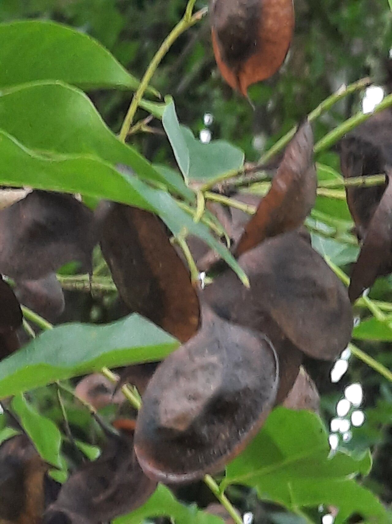 Pterocarpus indicus fruit
