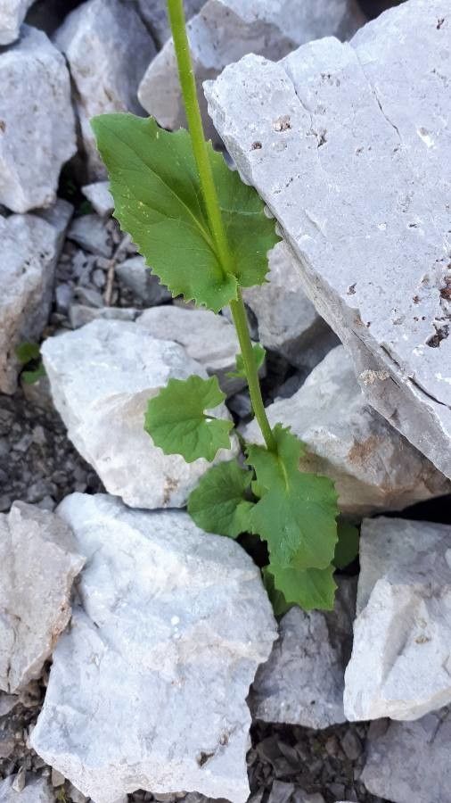 Telekia speciosissima — related species from the same genus