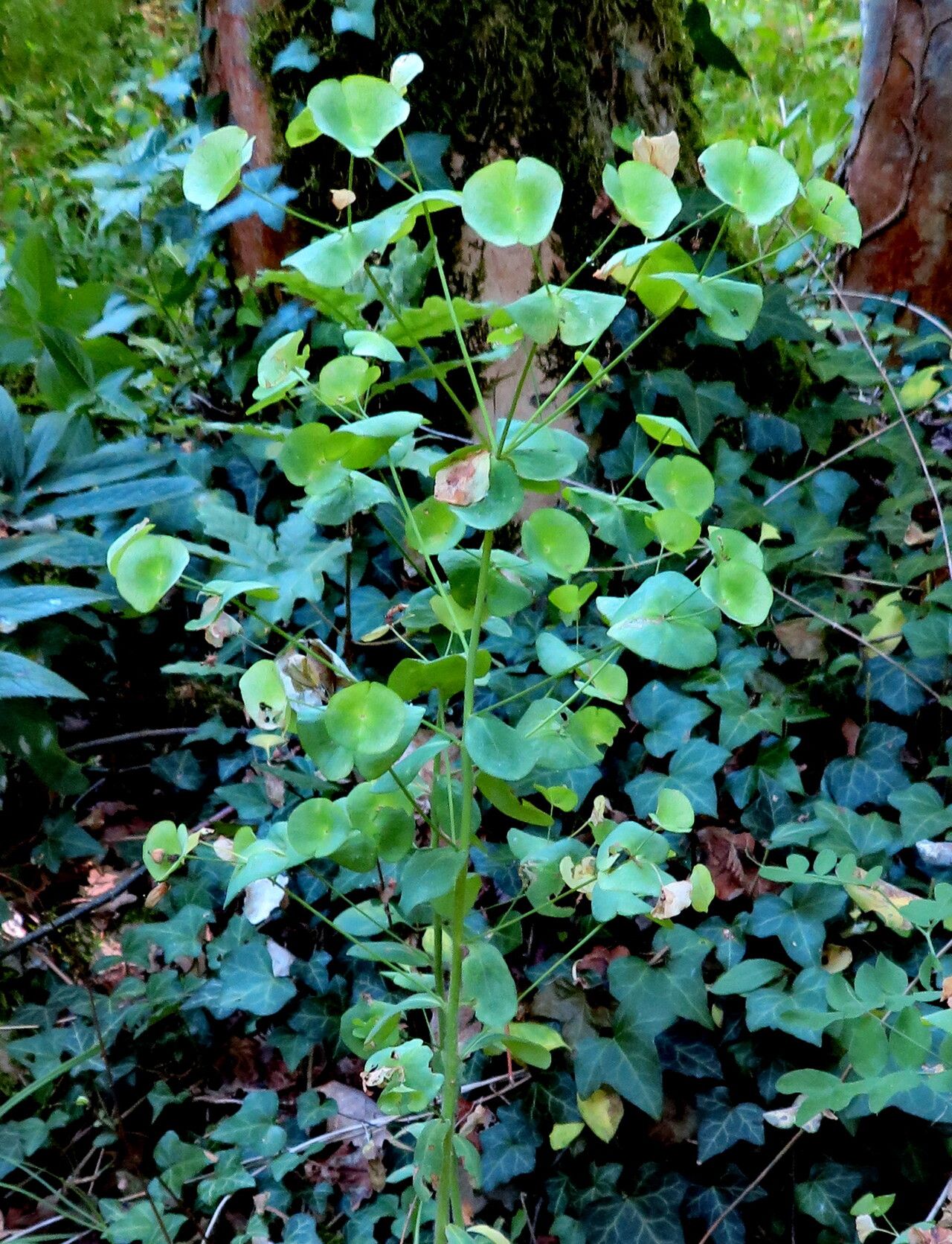 Euphorbia variabilis habit