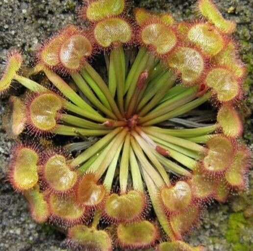 Drosera kenneallyi — search result for 'Drosera'