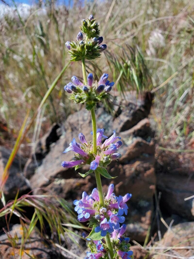 Penstemon pruinosus flower